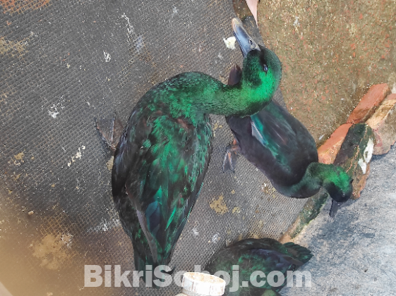 Cayuga Duck - সৌখিন হাস